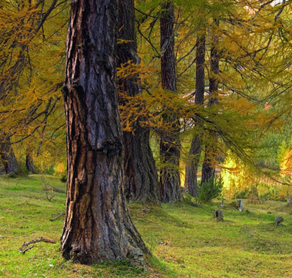 Tree Larch